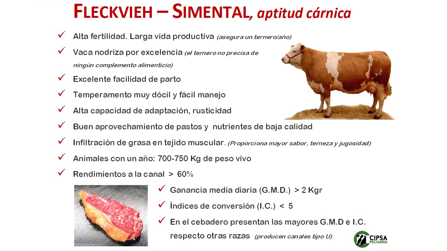 CIPSA le descubre la raza vacuna «PATA NEGRA»